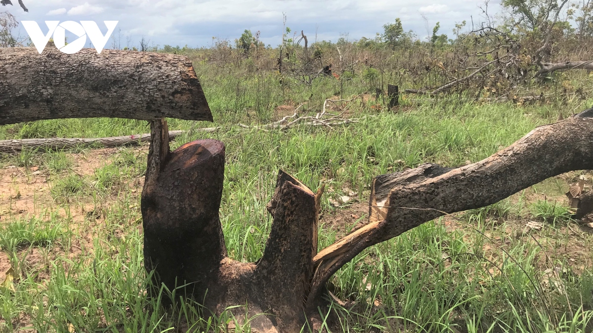 Đắk Lắk phát hiện vụ phá rừng gần 100 ha